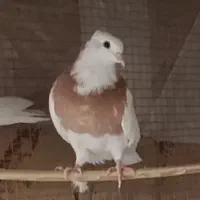 طوق زرد مهر