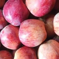 سیب درجه یک|خوردنی و آشامیدنی|اشنویه, |دیوار