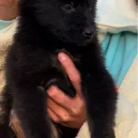 توله سگ ژرمن بلک موبلند شولاین کینگ اصیل گارد جرمن