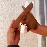 ساده هفت‌رنگ کلاغ هفت رنگ