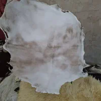 پوست دمام|درام و پرکاشن|تهران, خاک سفید|دیوار
