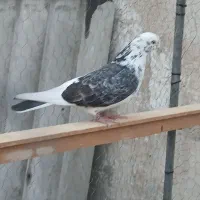 کفتر ماده طلا|پرنده|ری, دولت‌آباد|دیوار