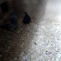 کبوتر پرشی|پرنده|یزدان شهر, |دیوار