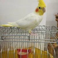 عروس هلندی لوتینو.ماده