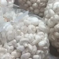 قارچ