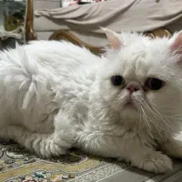 گربه پرشین سوپرفلت اصل|گربه|ارومیه, |دیوار