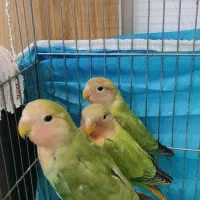 جوجه طوطی کوتوله برزیلی سبز صورت هلویی