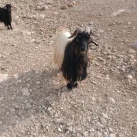 یک راس بعده تخمی ب فروش میرسد