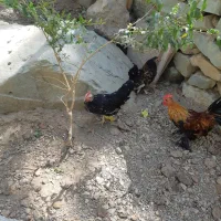 مرغ خروس منیاتوری جوجه ۸ماهه هست|حیوانات مزرعه|تهران, شهرک نفت|دیوار
