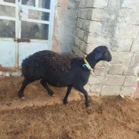 غزل افشار|حیوانات مزرعه|صحنه, |دیوار