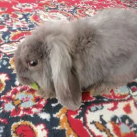 خرگوش لپ ومعمولی|موش و خرگوش|یزد, |دیوار