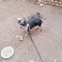 سگ معاوضه با مرغ خروس