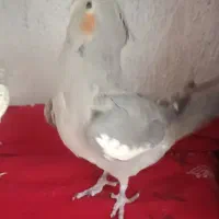 عروس هلندی دو عدد|پرنده|ری, دولت‌آباد|دیوار