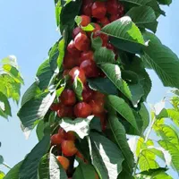 باغ آجیلی  میوه ۱۰۰۰ متری دنج و سرسبز