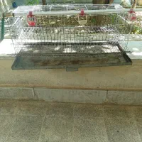 قفس بلدر چین
