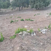 باغ|فروش زمین و ملک کلنگی|نورآباد ممسنی, |دیوار