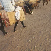 الاغ فروشی