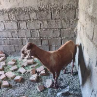 گوسفند|حیوانات مزرعه|بمپور, |دیوار