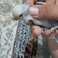 یک جفت مرغ عشق با یک عدد طوطی برزیلی