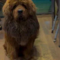 ماستیف تبتی