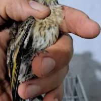 جوجه سهره قناری کال وسهره
