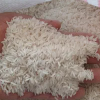 برنج طارم هاشمی ۲۲۵ ت سرلاشه ۱۴۵ت فجر ۱۵۰ت|خوردنی و آشامیدنی|آمل, |دیوار