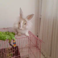 خرگوش|موش و خرگوش|سبزوار, هویزه|دیوار