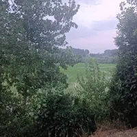 باغ-مرکبات-5000متری-مازندران