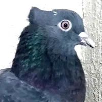 کبوتر تاج دار پاپر بسیار خاص و جوان کفتر طوقی