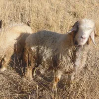 میش داشتی (بز بره قوچ گاو )