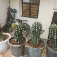 گل طبیعی|گل و گیاه طبیعی|شیراز, گویم|دیوار