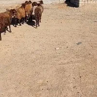 ۸راس شیشک ماده درجه یک ابستن|حیوانات مزرعه|صحنه, |دیوار