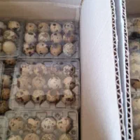 فروش تخم بلدرچین خوراکی و نطفه دار|خوردنی و آشامیدنی|اصفهان, ارغوانیه|دیوار