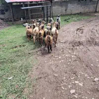 بز های نرو ماده چاق وچله