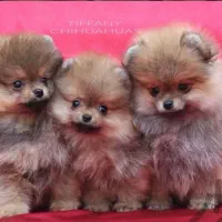 توله سگای پامرانین عروسکی|سگ|شیراز, ارم|دیوار