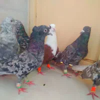 ۶تاکبوترهفت رنگ دمسفیدنرهویی گل محمدی