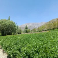 زمین کشاورزی و باغ