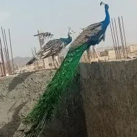 طاووس مصری یک نر و دوتا ماده ضمانت جوجه