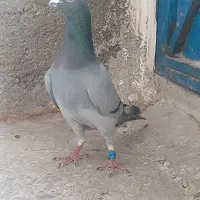 کبوتر پلاکی