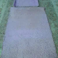قالیچه و پادری