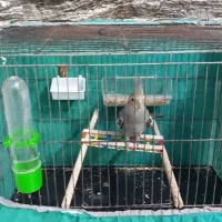 طوطی عروس هلندی با قفس|پرنده|بابل, |دیوار