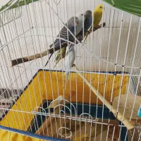 فروش تعدادی مرغ عشق مولد