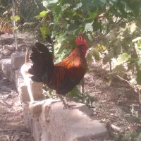 یه خروس سالم و سرحال