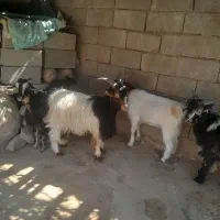 ۵عدد بیگ چاق برا کشت|حیوانات مزرعه|لالی, |دیوار