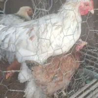 3عد مرغ 3عددخروس برهما