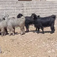 بز آبستن داشتی|حیوانات مزرعه|بهبهان, |دیوار