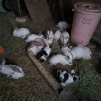 خرگوش