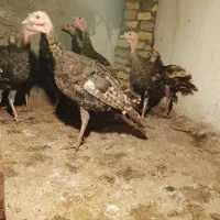 جوجه بقلمون