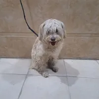 سگ پشمالو نر