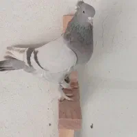 کفتر سینه.شهری.کله.سوسنی